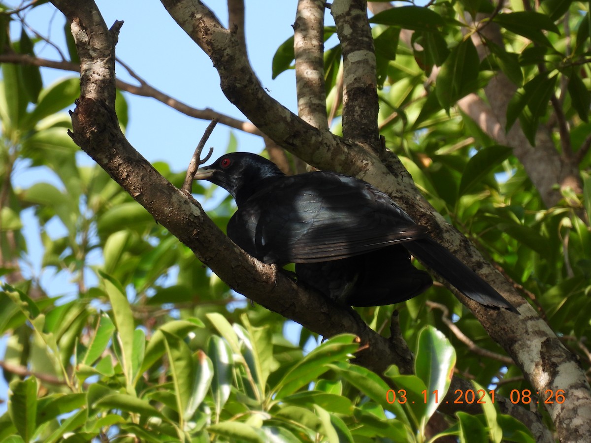 Pasifik Koeli (cyanocephalus/subcyanocephalus) - ML384876861