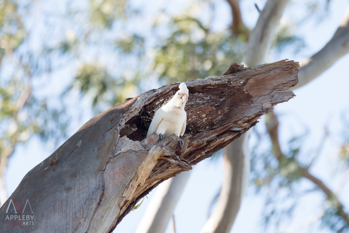 Little Corella - Rodney Appleby