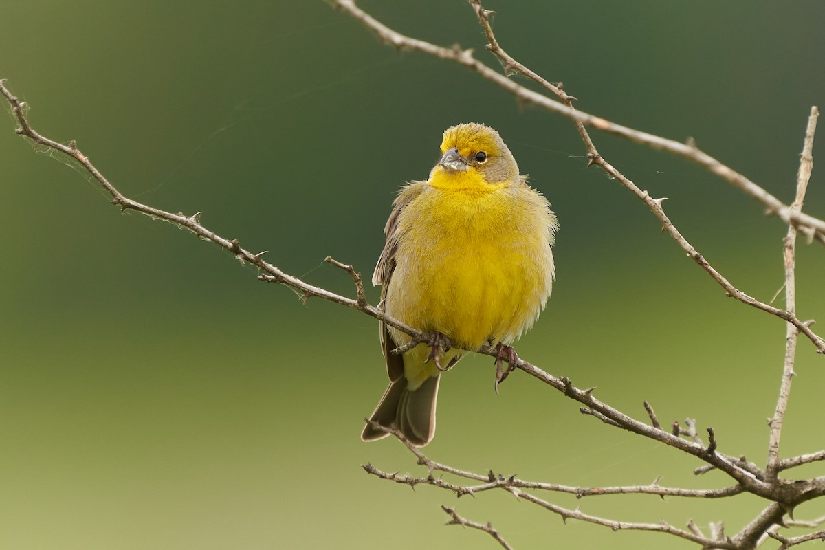 Grassland Yellow-Finch - ML384878731