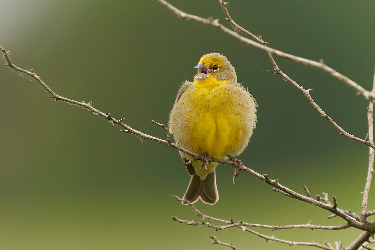 Grassland Yellow-Finch - ML384878811