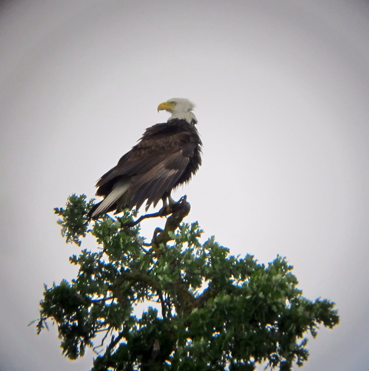 Bald Eagle - ML38488001