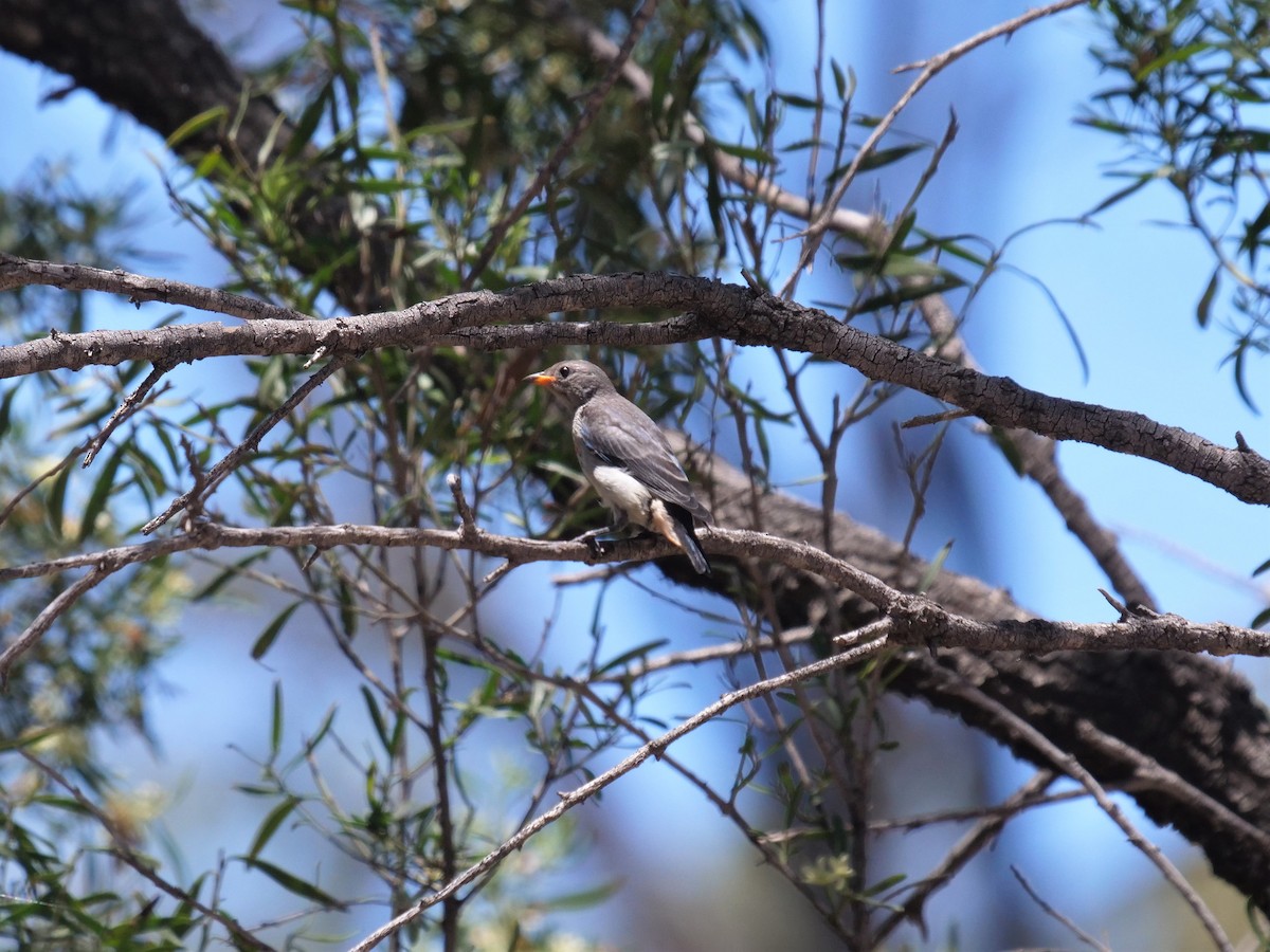 Mistletoebird - ML384880221