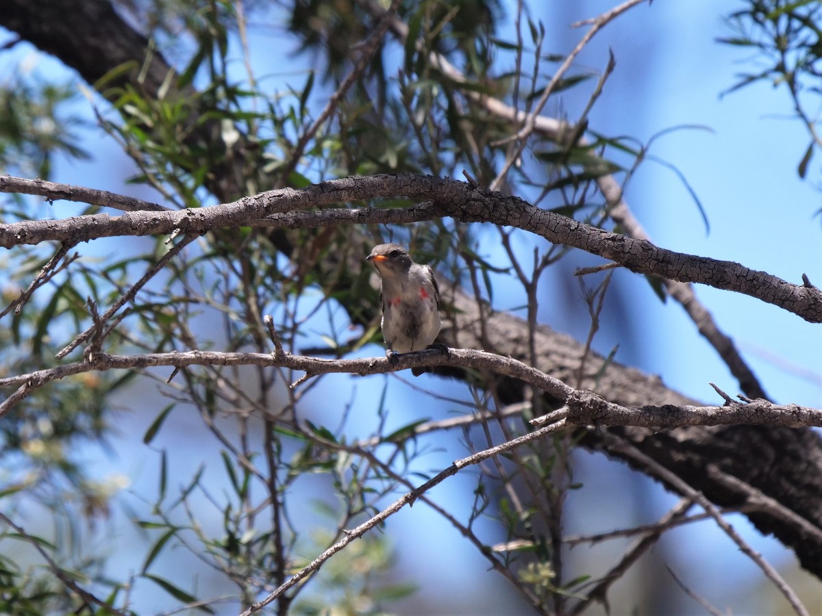 Mistletoebird - ML384880231