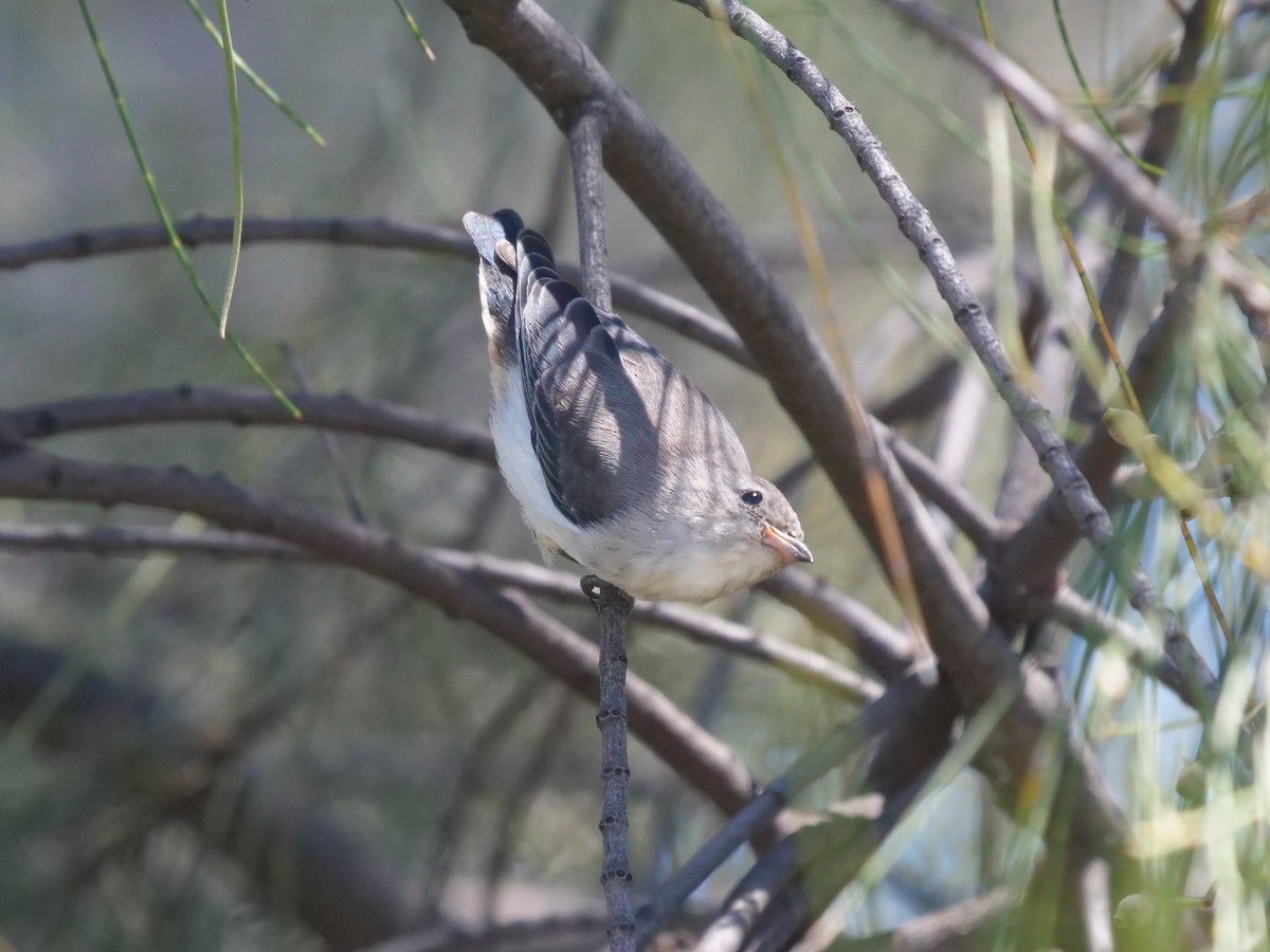 Mistletoebird - ML384880241