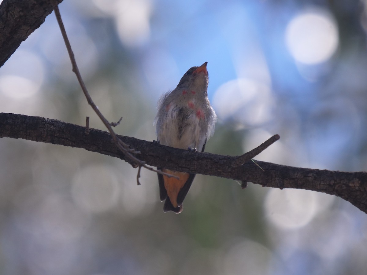 Mistletoebird - ML384880251