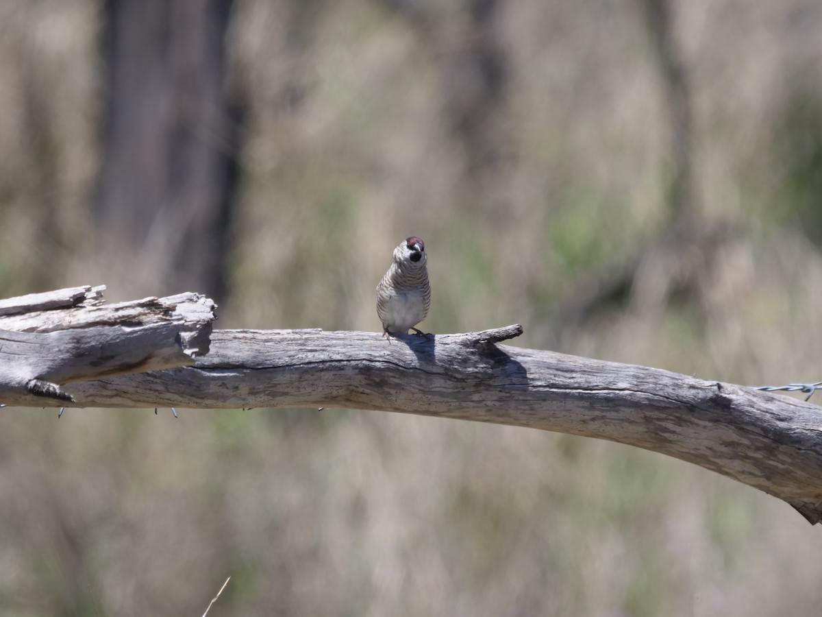 Plum-headed Finch - ML384880271