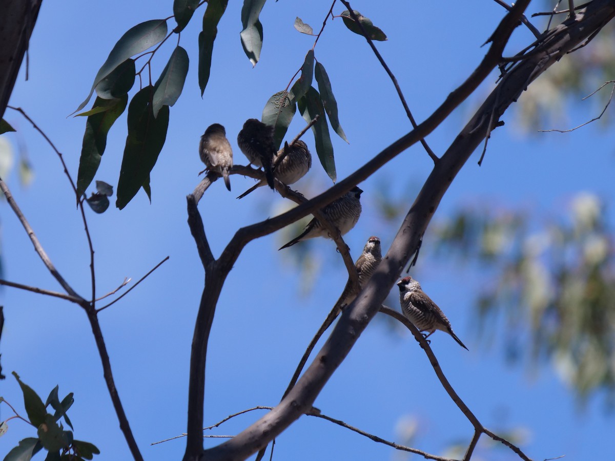 Plum-headed Finch - ML384880281
