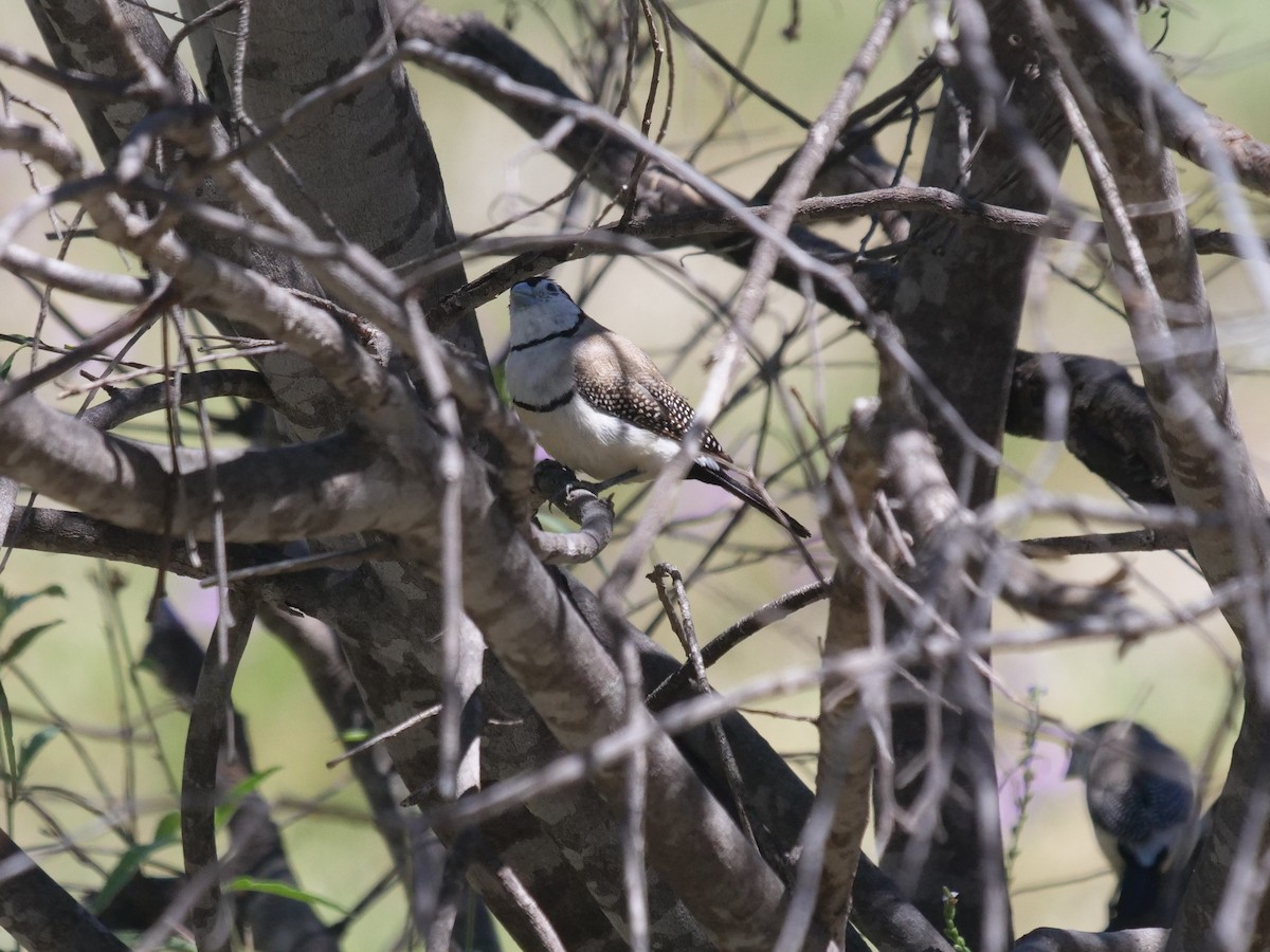 Double-barred Finch - ML384880301