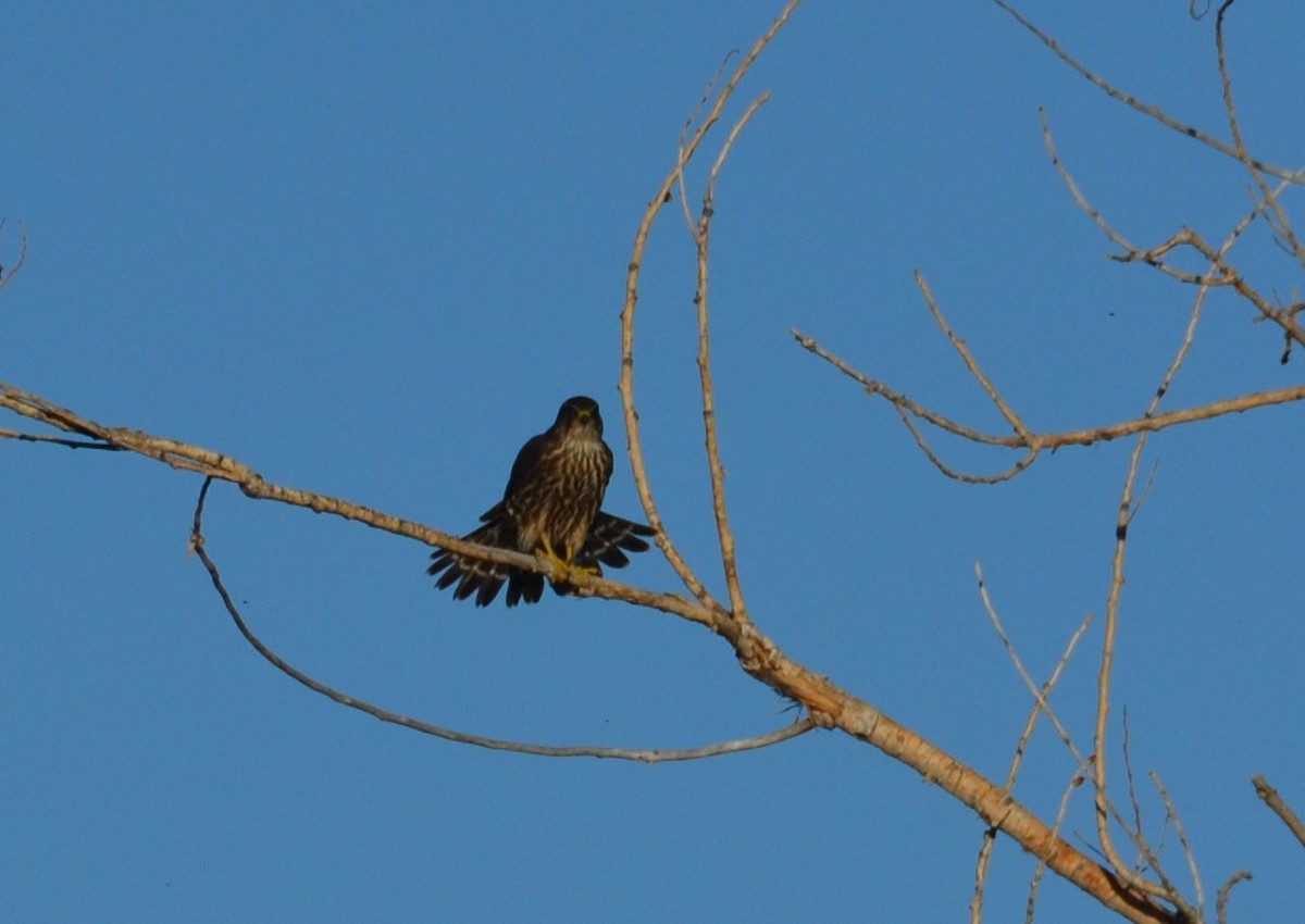 Merlin - ML384880401