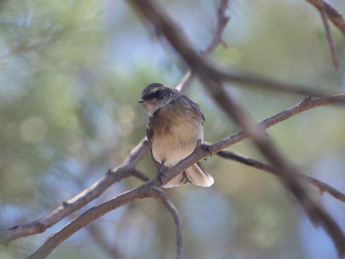Gray Fantail - ML384880411