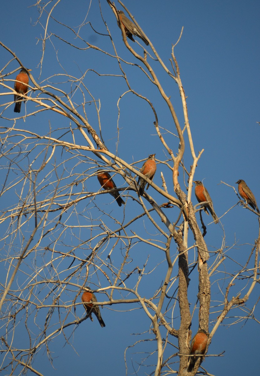 American Robin - ML384880461