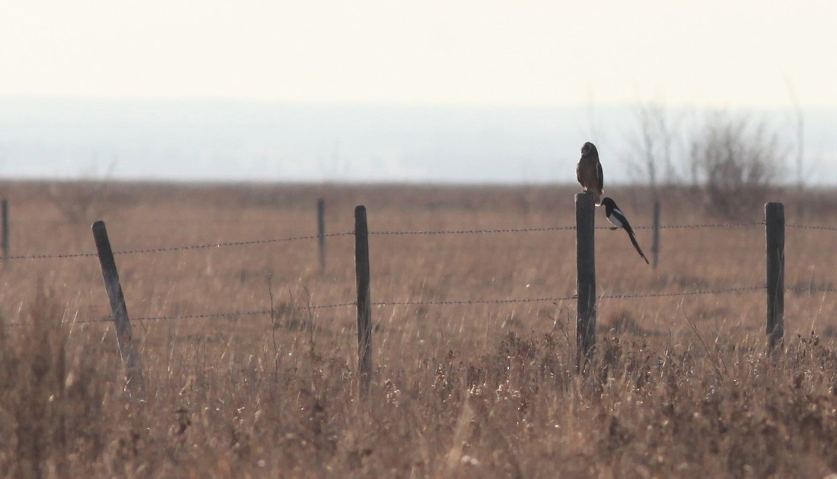 Short-eared Owl - ML384880701