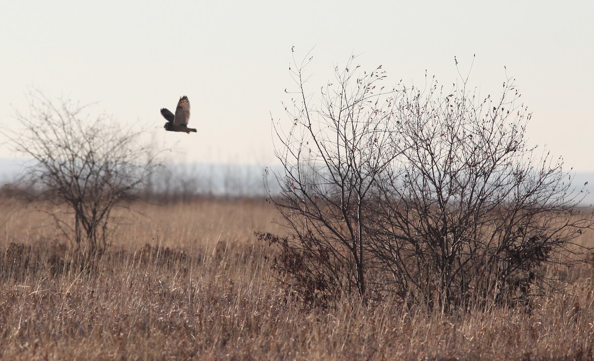 Short-eared Owl - ML384880721