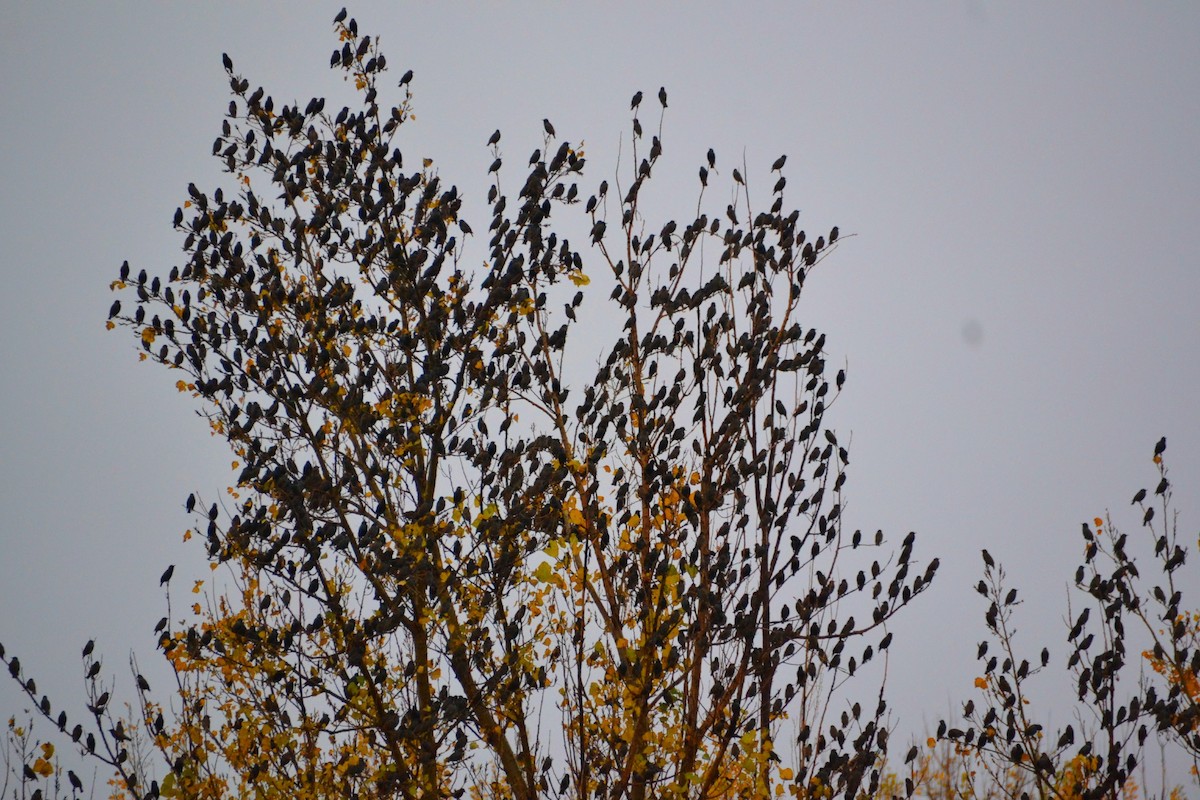 European Starling - ML384880761