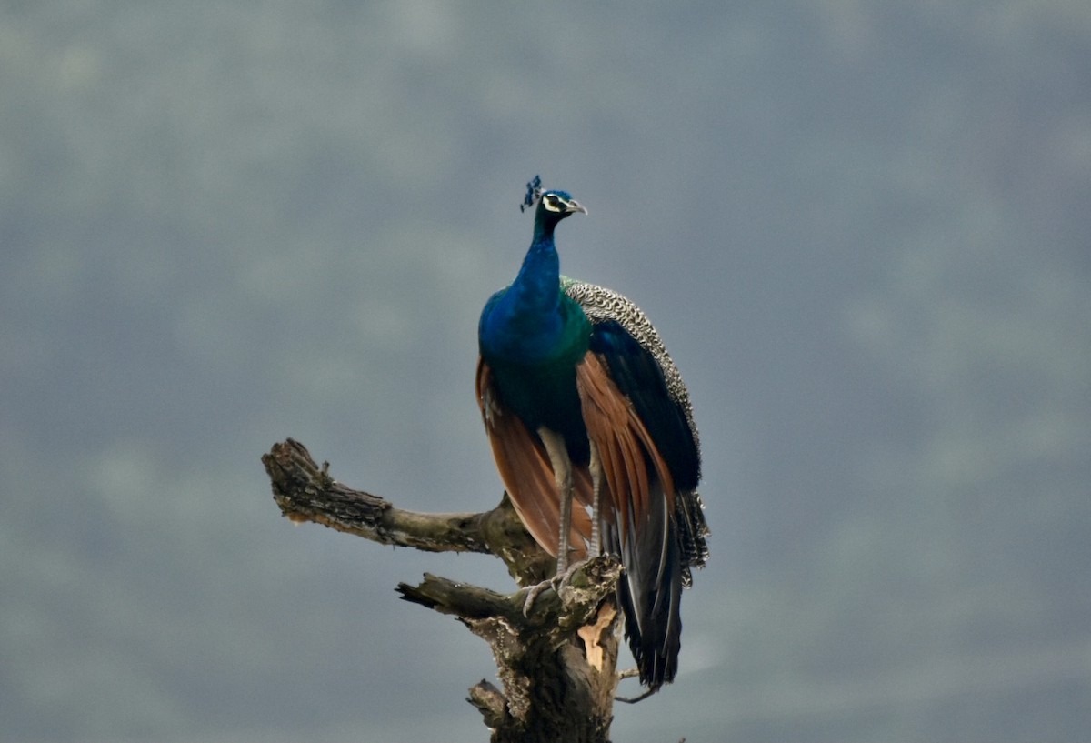 Indian Peafowl - ML384880851