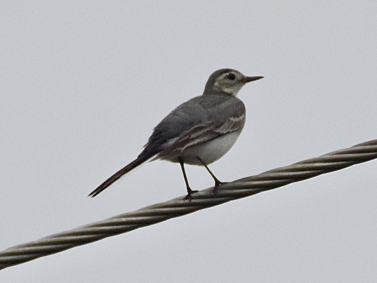 White Wagtail - ML384880911