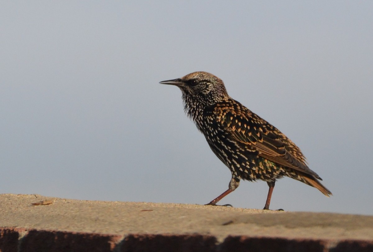 European Starling - ML384881501