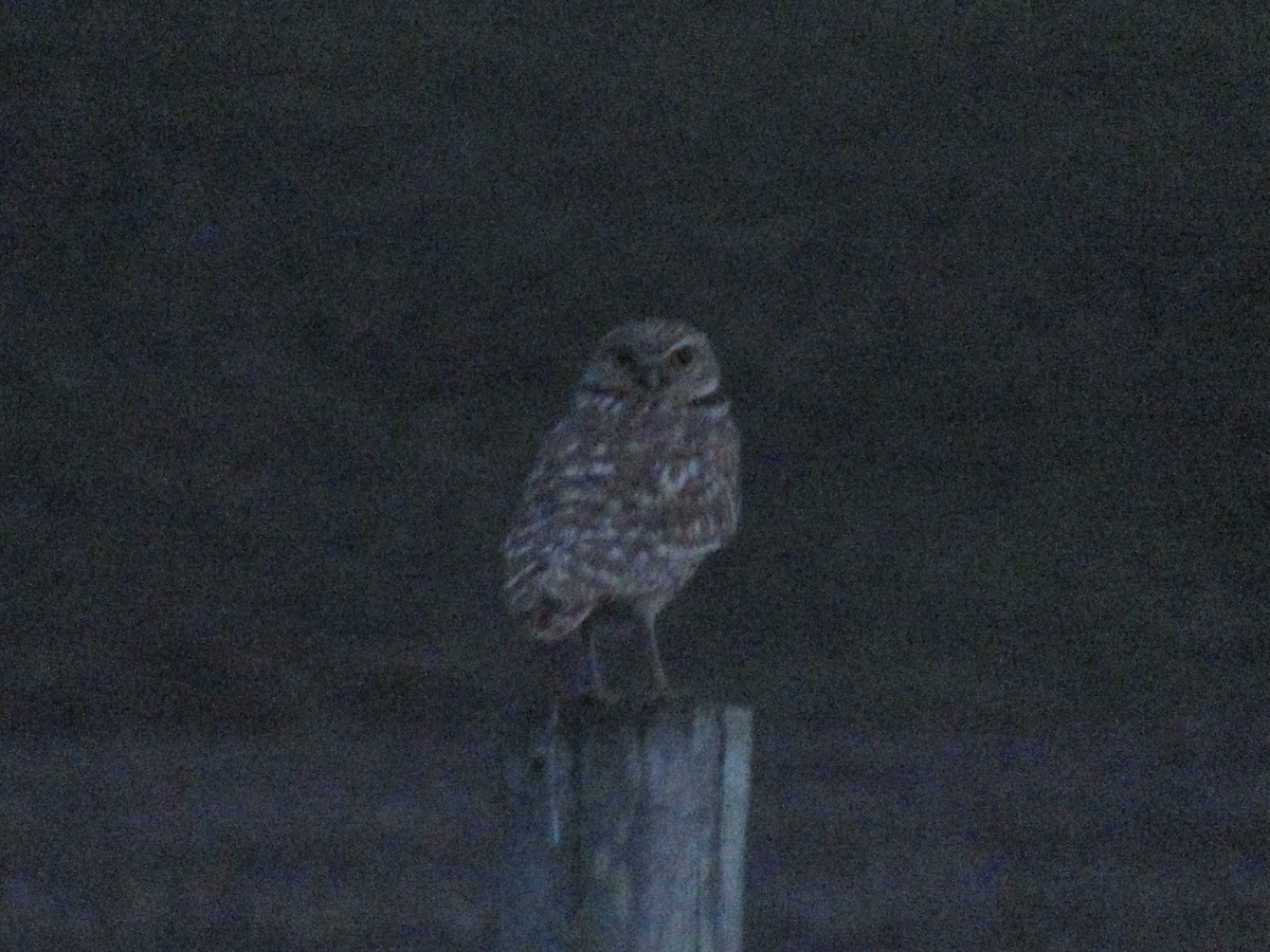 Burrowing Owl - ML384881531