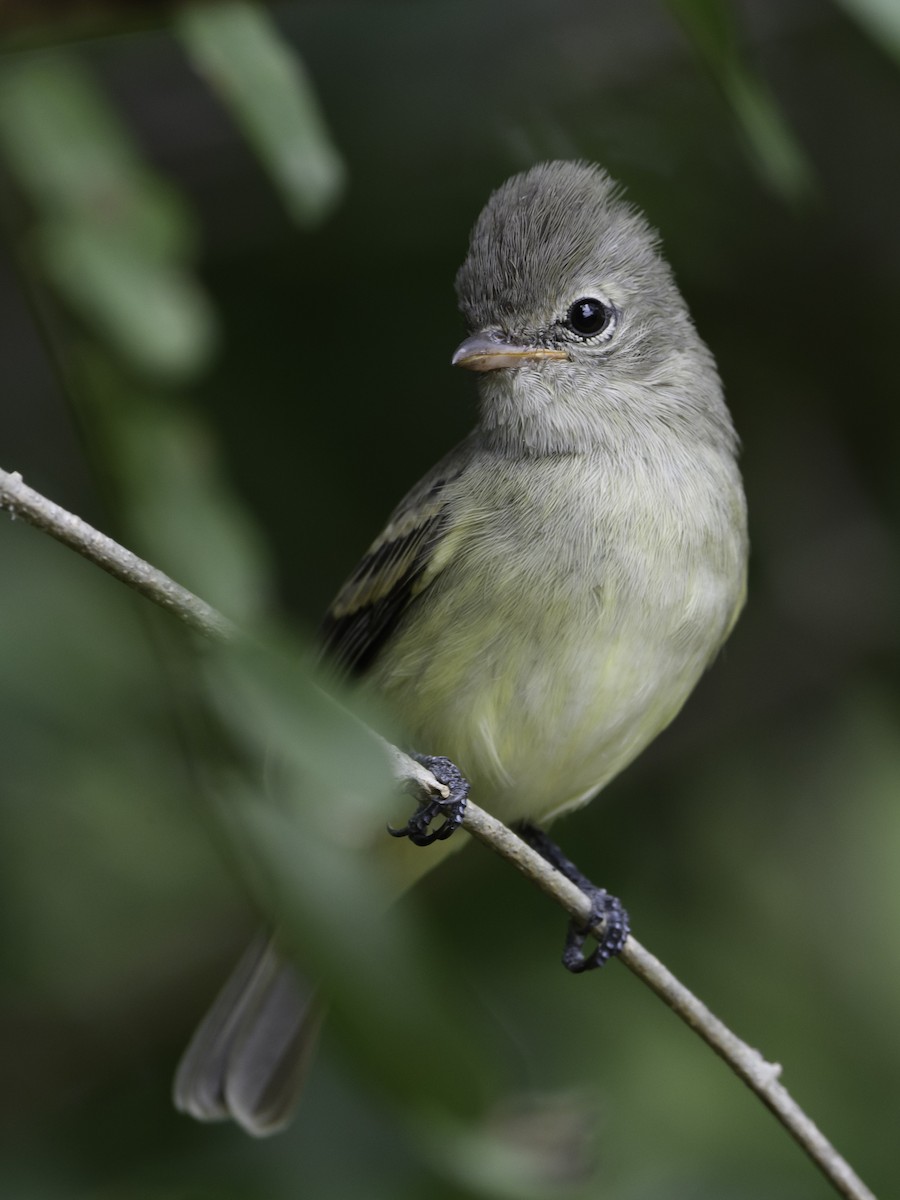 Northern Beardless-Tyrannulet - ML384881571