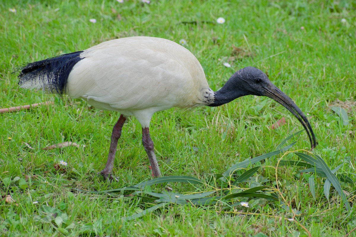 ibis australský - ML384881601