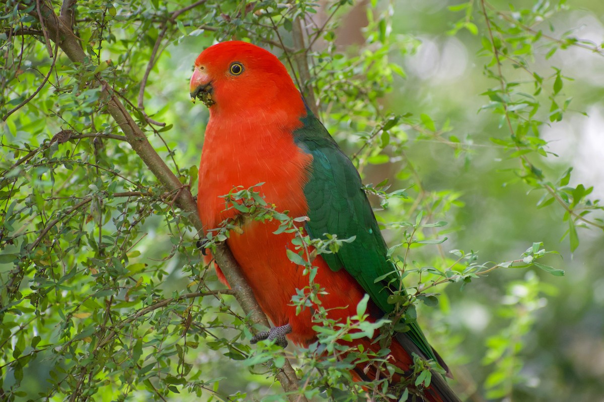 Australian King-Parrot - Lance Rathbone