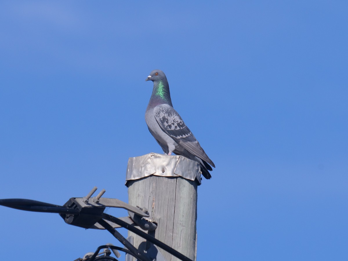 Rock Pigeon (Feral Pigeon) - ML384882001