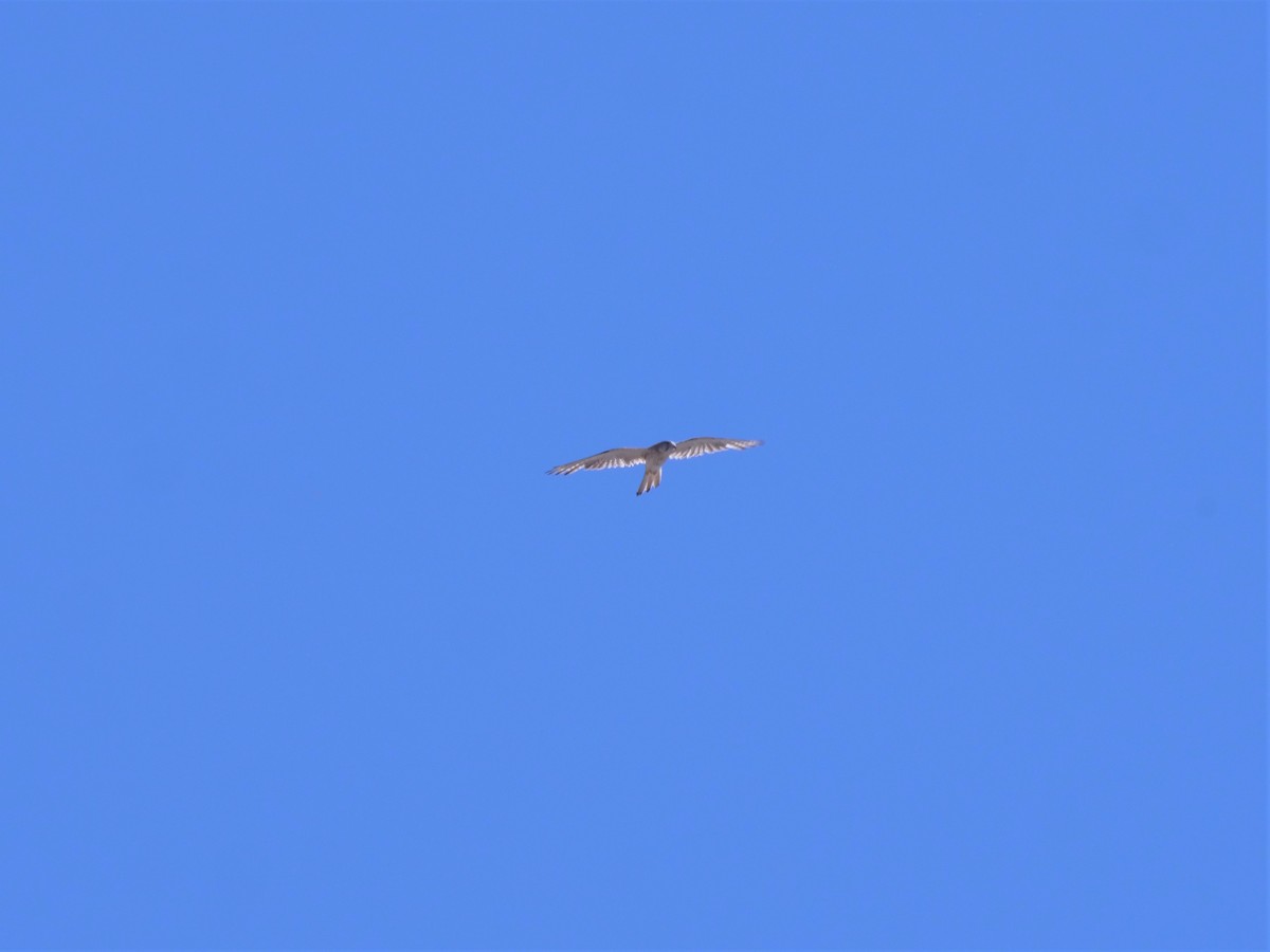 Nankeen Kestrel - ML384882501