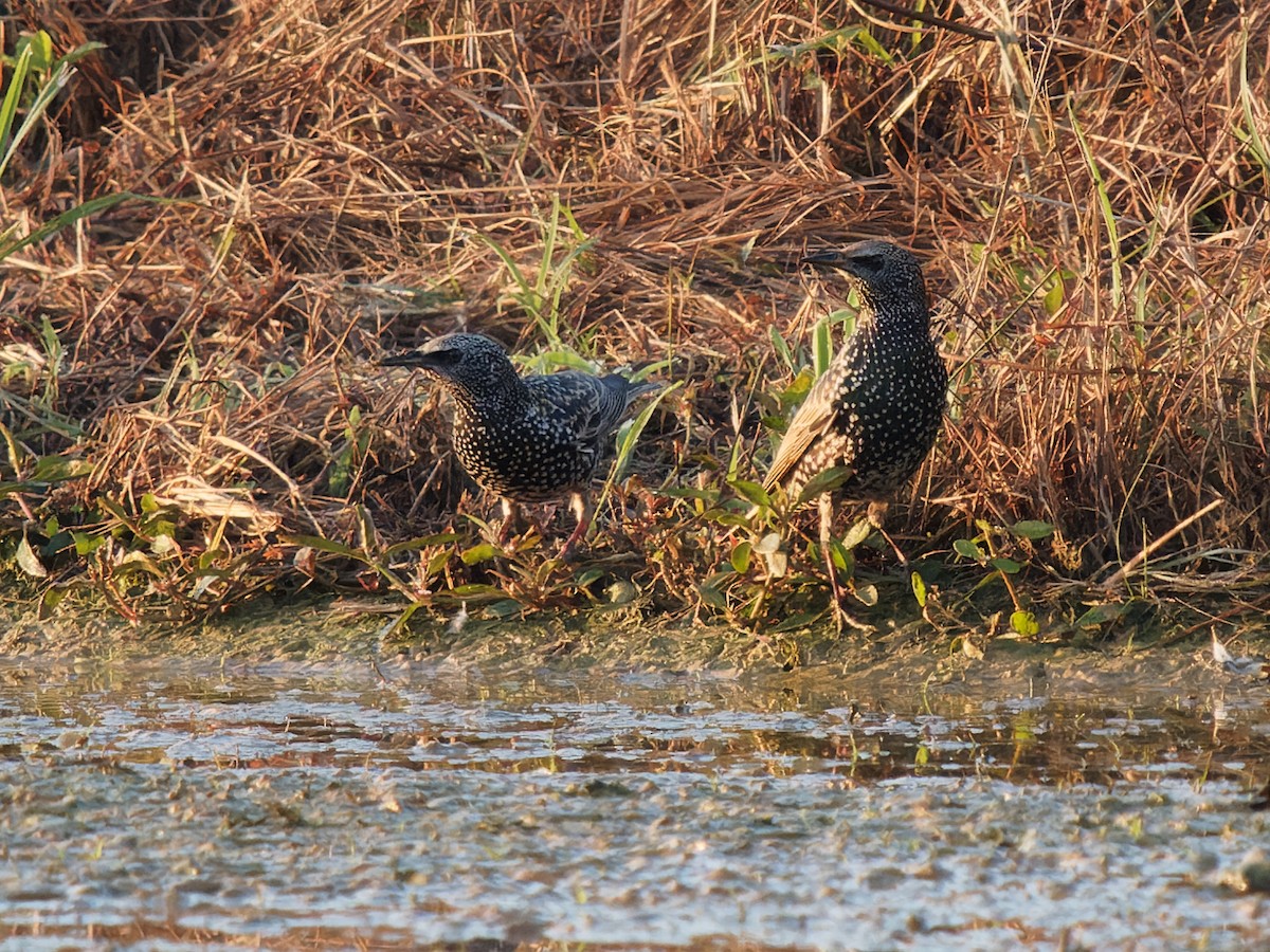 European Starling - ML384884651