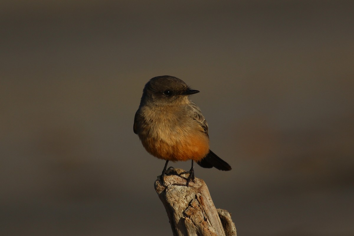 Say's Phoebe - ML384884841