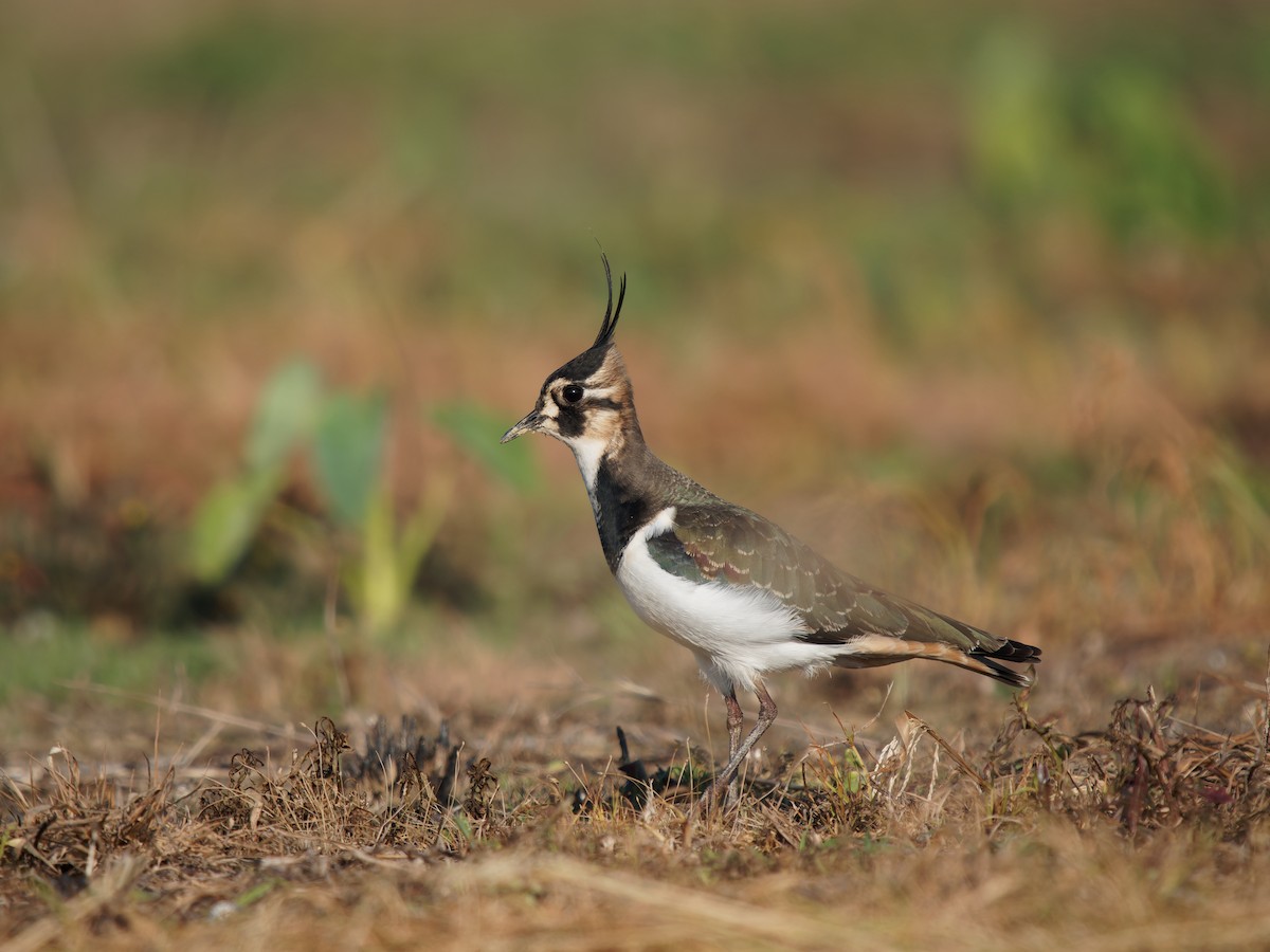 Northern Lapwing - ML384884991