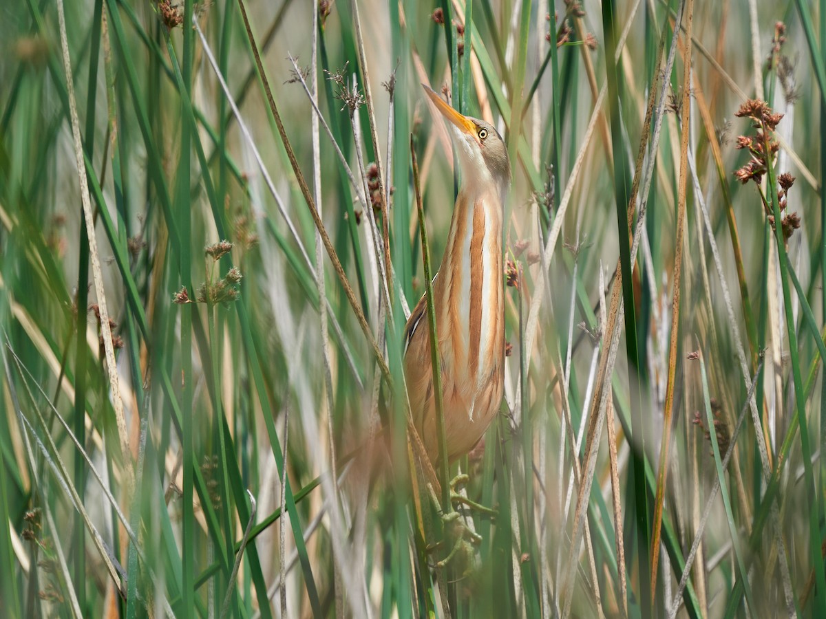 Stripe-backed Bittern - ML384885521