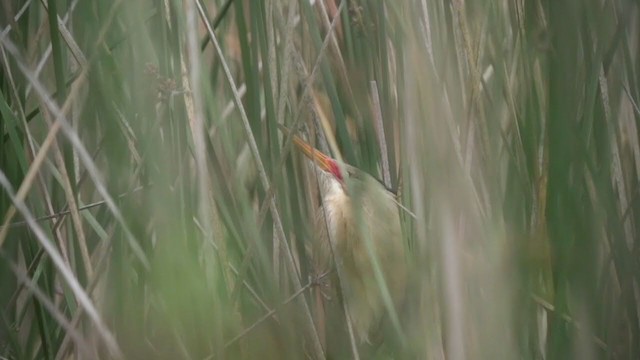 Stripe-backed Bittern - ML384885671