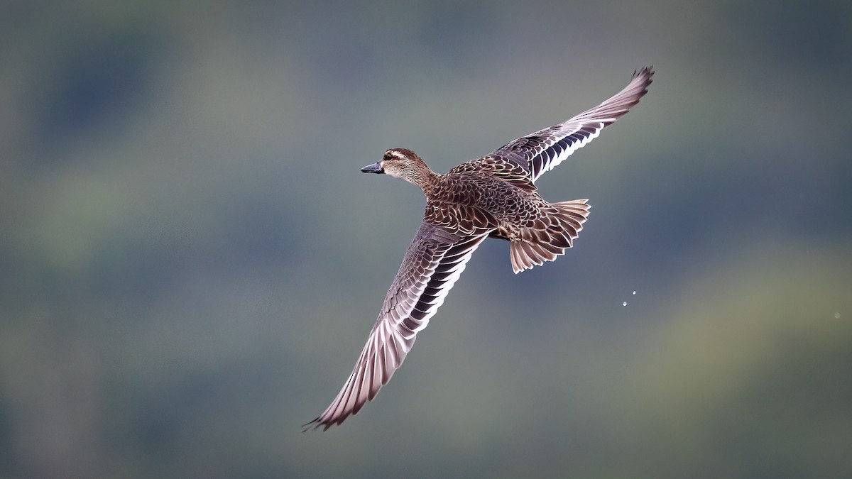 Garganey - ML384886001