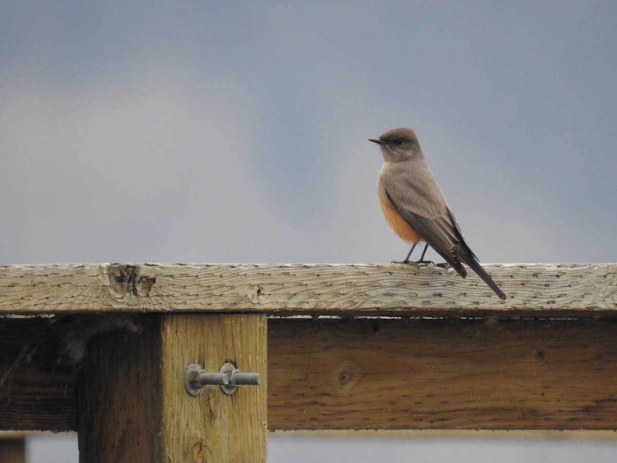 Say's Phoebe - ML384887841