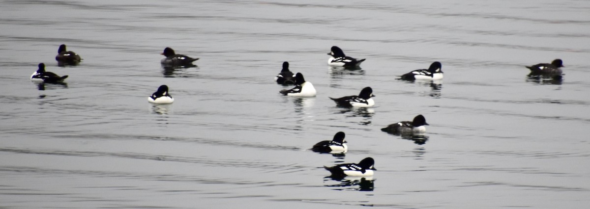 Barrow's Goldeneye - ML384888411