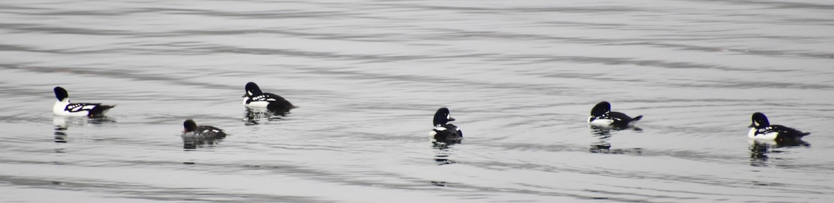 Barrow's Goldeneye - ML384888431