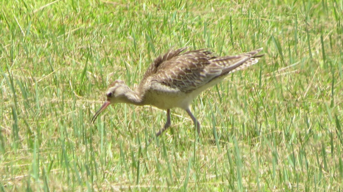 Zwergbrachvogel - ML384889331