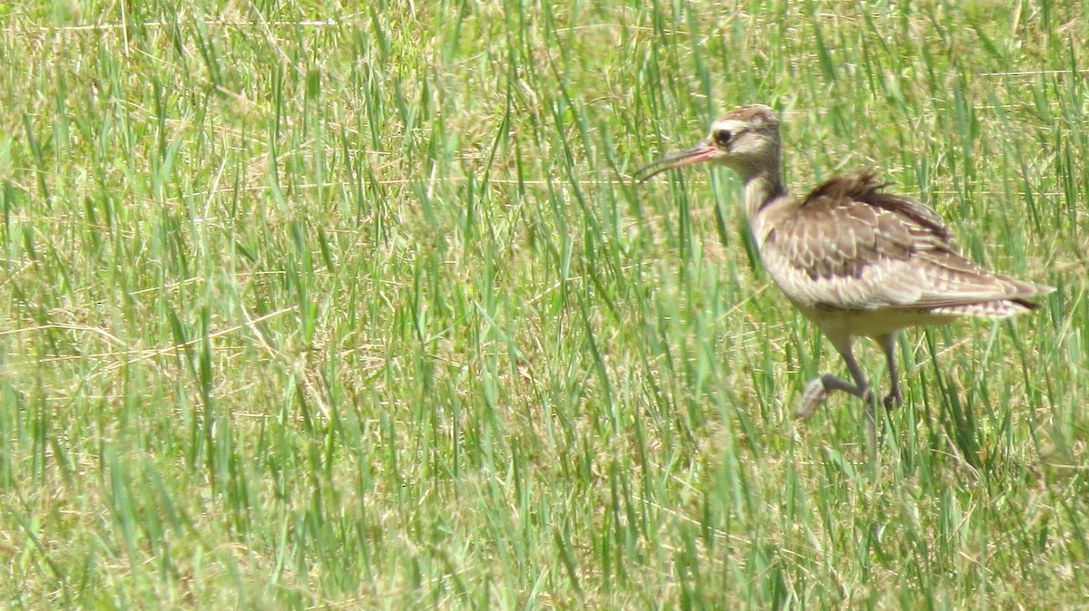 Zwergbrachvogel - ML384889351