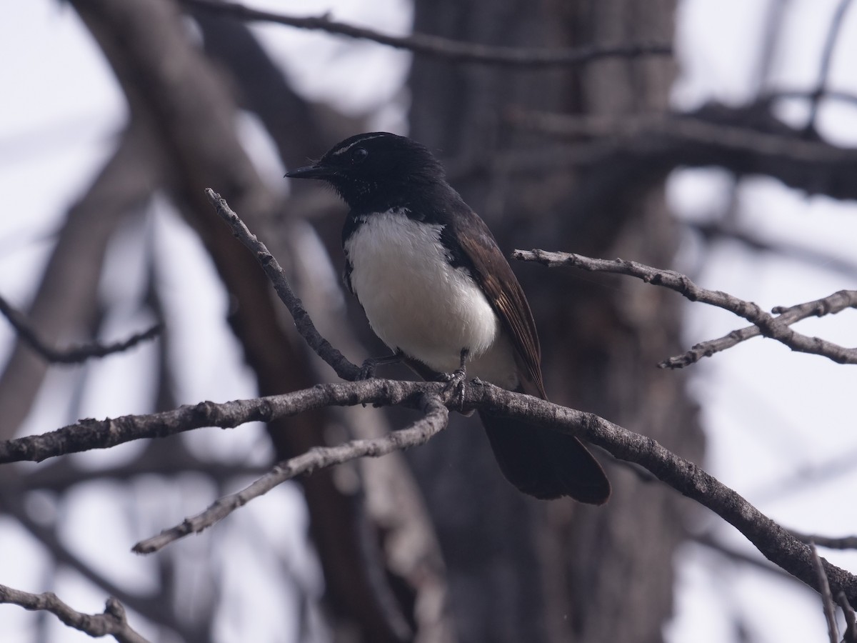 gallaviftestjert - ML384890801