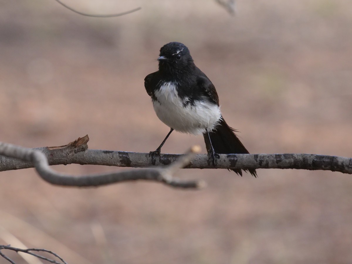 gallaviftestjert - ML384890811