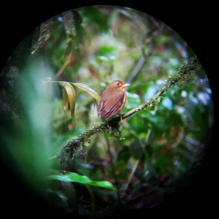 Ochre-breasted Antpitta - ML384890941