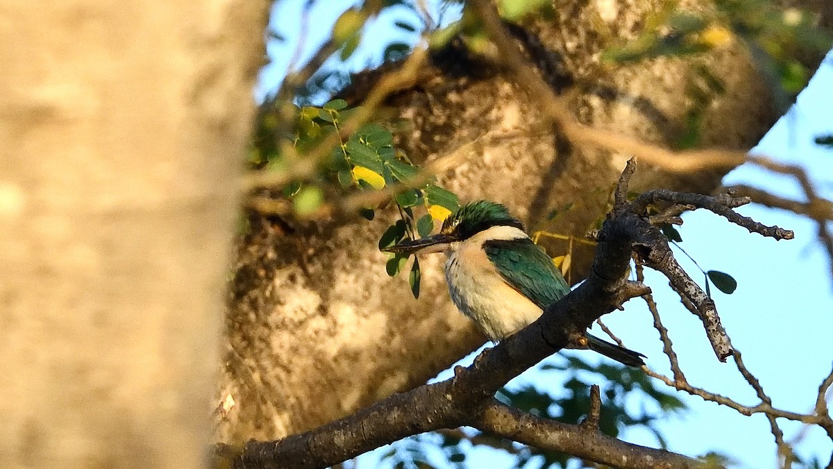 Sacred Kingfisher - ML384890951