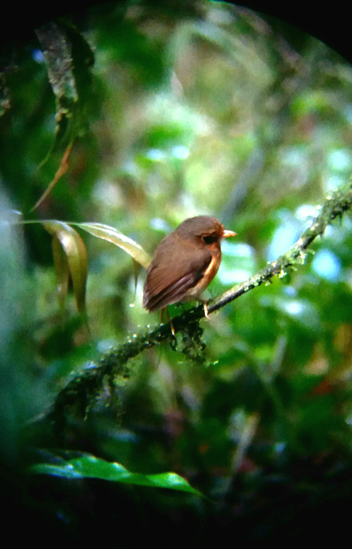 Ochre-breasted Antpitta - Erick Barbato