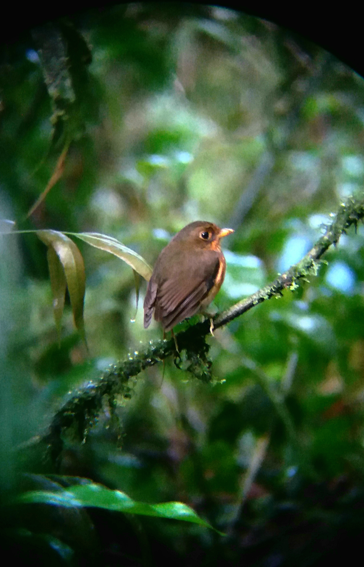 Ochre-breasted Antpitta - ML384890971