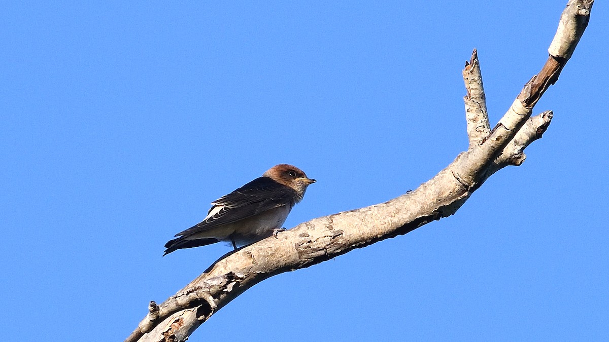 Golondrina Ariel - ML384890981