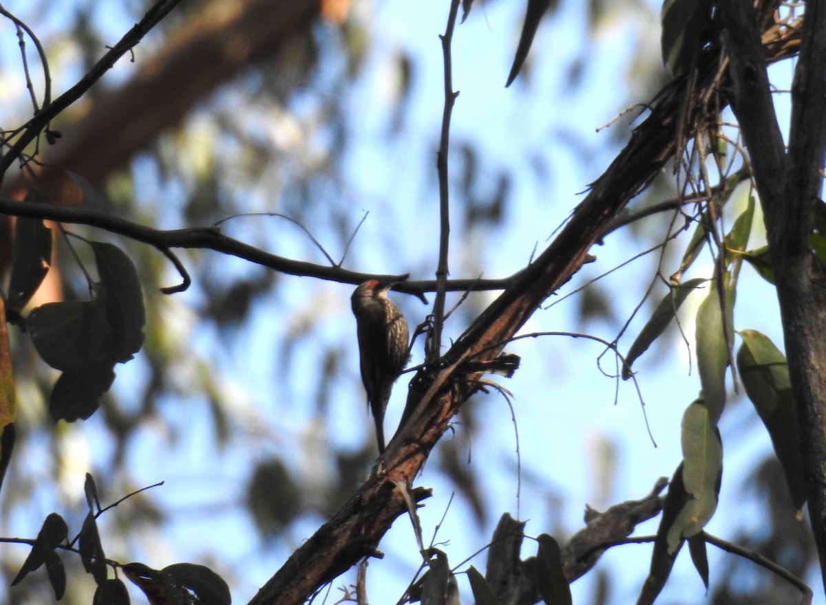 Red-browed Treecreeper - ML384891511