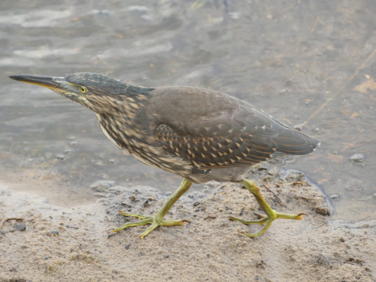 Striated Heron - ML384891851