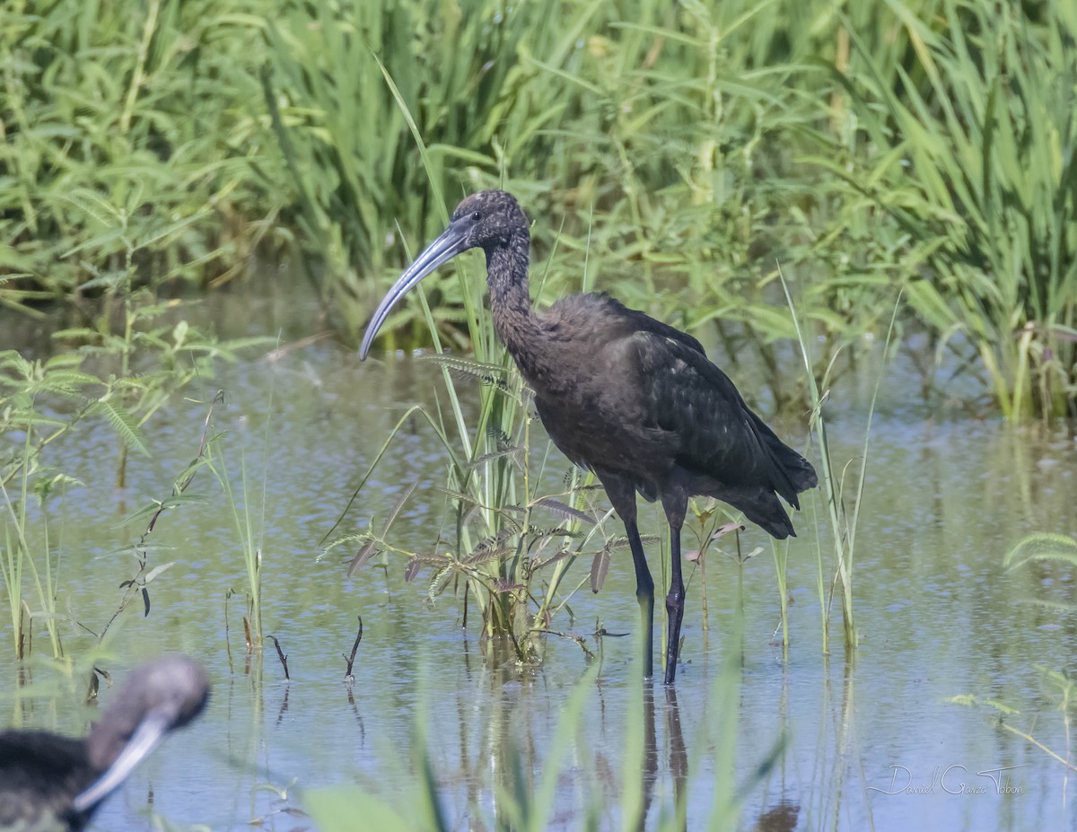 Glossy Ibis - ML384892351