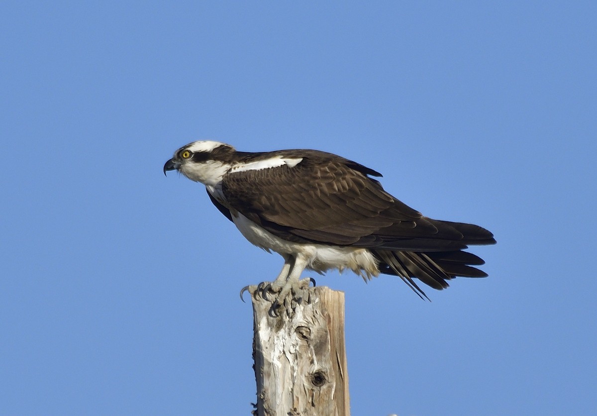 Osprey - Batmunkh Davaasuren