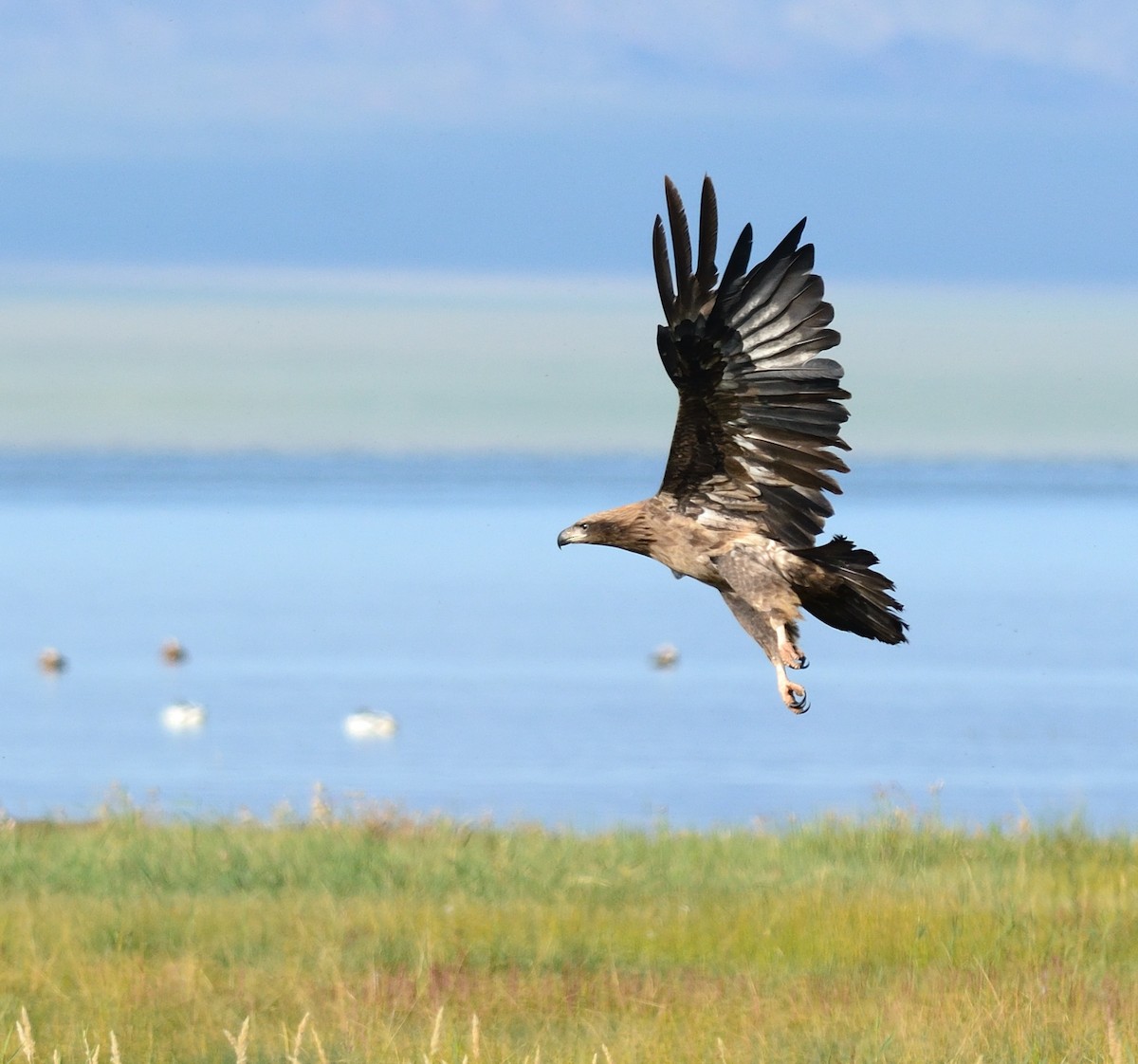 Pallas's Fish-Eagle - ML384893651